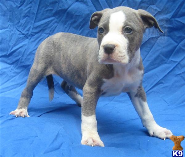 Puppies in Charlotte